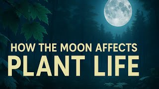 How the Moon Affects Plant Life—You’ve Never Seen Nature Like This Before 🌕🌿