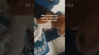 Like how could you mom? #petparadise #petcareservices #petboarding #pets