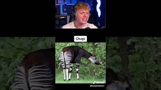 Animals You Never Knew Existed… 😨