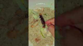বিরিয়ানি অনেক মজা 😋😋 #banglaslowedsongs #রঙ্গিলাবাড়ই #shohagwaziullah