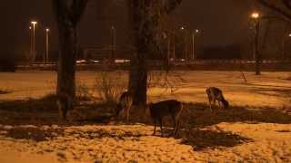 VIS Vienna Independent Shorts Trailer 2015