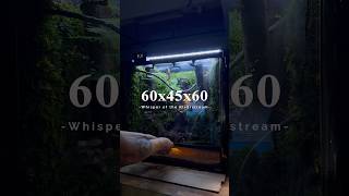 Whisper of the Riverstream #paludarium #terrarium #aquascape #contentcreator