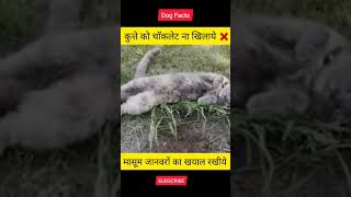 क्या चॉकलेट खाने के बाद कुत्ता मर जाता है? Does a dog die after eating chocolate?