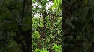 Mango tree🥭🥭 | आम का पेड़ | in my village | Bihar (Begusarai) vlog | Arbaz vlog | India 🇳🇪