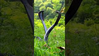 Inland taipan the most venomous snake | Facts about inland taipan #inlandtaipan #snake #shorts