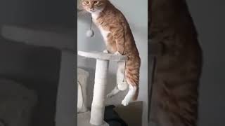 KUCING LUCU PART 5 #kucing #kucinglucu #kucingpintar #kucingcomel #kucingimut #memes