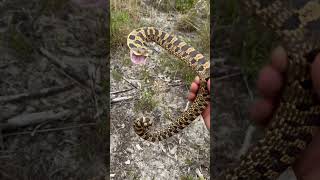 Hognose Snake Bluff Strikes!