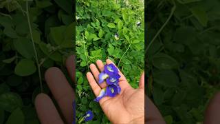 Sangu Poo | Butterfly 🦋 Pea Flower 🌼 #tamil #sangupoo #flowers #unique #rareflower #healthy #tea