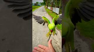 #love #banglamuscivideo2020 #swadeshentertainment #nature #parrot