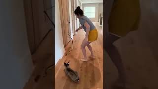 There's nothing cuter than a bobcat. #cat #ragdollparcore #funny #bobcat