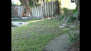 Zinnia Front.AVI