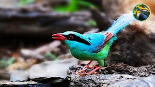 TROPICAL Laos Rainforest Hides World's Most AMAZING Animals