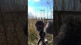 Waiting for another storm :) #calmbeforethestorm #rollingthunder #storm  #lewitt #fieldrecordings