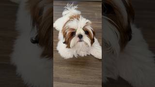 Everyday a vacation #doglife #vacation #puppy #shihtzu #pet #funnyshorts #funnyvideo #dog #cute #me