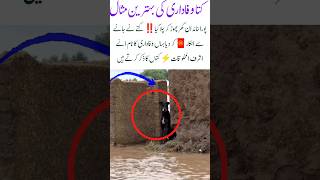 Dog is waiting for flood rescue training #love #edit #education #inspiration #viralshort #adoreble