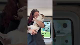 So much drama 🤣 #chihuahua #doggrooming #funnydogs #mobilegroomer #petstylist #grooming #pawzandall