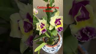 Cattleya Hsinying Fantasy. #orchids #flowerlovers  #exoticflowers #blooming #FloridaOrchids