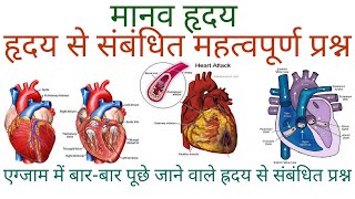 मानव हृदय से संबंधित महत्वपूर्ण प्रश्न | human heart | gk in hindi | science