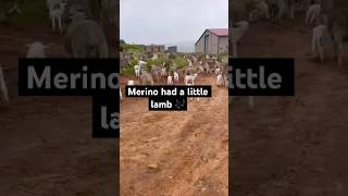 #merino lambing season is so noisy but so cute 🥰 🐑