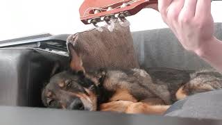 Guitar dog