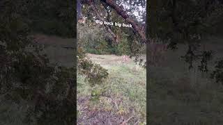 BiG BuCk,BiG BuKc#bigbuck #everything