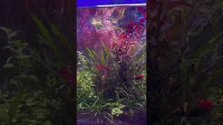 🌱🐠 #fishtank #aquariumfishkeeping #fishkeeper #fishtankdesign #diy #shortvideo #shorts #aquarium