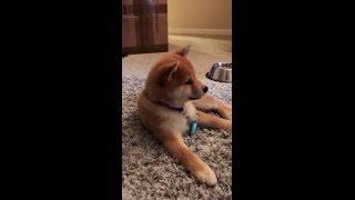 Shiba inu puppy Kuma is curious