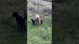 The first Shetland lambs of 2024. #lambslife  #sheep #nativebreeds  #scottishhighlands