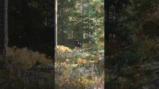 1 week of our song being out so here’s a video of Nali in Sweden 3 days after writing it  #folkmusic