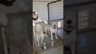 DOGO ARGENTINOS READY 2 GO #dog #bhfyp #bgmi #love #short #trending #dogoargentino