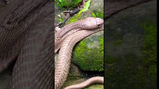 Cobra ! #cobrasnake #shorts #short #shortsfeed #shortsvideo #shortvideo #ytshorts #youtubeshorts