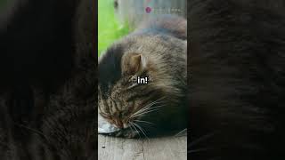 5 Cat Behaviors Finally Explained! #CatBehavior #PetCare #FunnyCats #FelineFriends #CatsOfYouTube