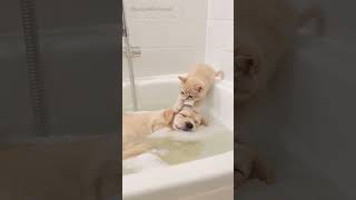 After witnessing this scene, all worries vanished... The heartwarming bond between cat and dog.🐶💤🐱