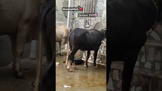 #cow #love #emotionalwhatsappstatus #eid #explore #explorepage #foryou #hearttouchingwhatsappstatus