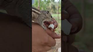 Baby Squirrel eating Coconut