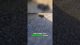 (Clip) How To Repair/Replace Shingles #roofer #roofrepair #homeowner #roofing #roof