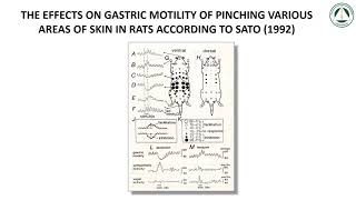Mechanisms of action for spine manipulations for the sympathetic and visceral systems