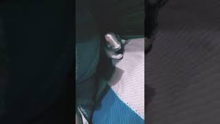 bunny 🥰🥰🥰 #viral #trending #youtube #video #shortvideo #viralvideo