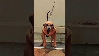 Native Breed of KOMBAI | #kanni #chippiparai #nativebreed #kombai