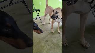 Doberman Puppy tries to dominate Kombai