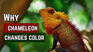 Chameleon's Colorful Secrets: Why Chameleon's Changes color