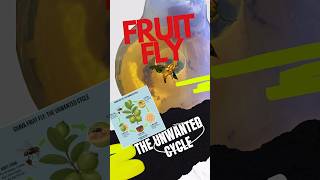 STOP Fruit Flies! Farmers' Nightmare & EASY Trap Fix! #fruitflytrap #fruit #fruitfly #farming
