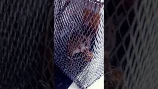ইঁদুর বাচ্চা🐁🐁 #shortsbd #newvideo #shorts #bangladesh