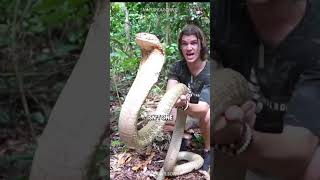 キングコブラ 🐍 | ヘビの王