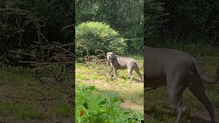 That SMILE though!! #nature #happy #grwm #dog #pitbull #staffy #florida #morning #summer #love