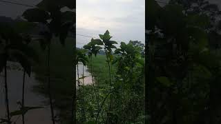 প্রকৃতি আর রাস্তা টা সুন্দর তাই না? #villagenature #viralvideo #nature