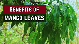 Benifit of Mango leaves | Mango Leaves | mango leaves benefits