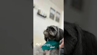 🐶 That rockstar attitude! 😎