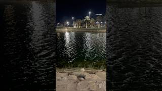 Lake in khobar Saudi Arabia #lake #saudiaarbia #khobar #ksatourism #ksa #trendingshorts #shorts