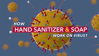 How Hand Sanitizer and Soap Work? (Animation)